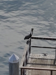 Pelecanidae