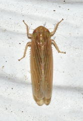 Graminella plana