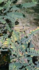 Sphenarium purpurascens