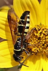 Myzinum carolinianum