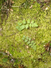 Cystopteris tasmanica