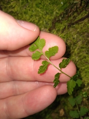 Cystopteris tasmanica