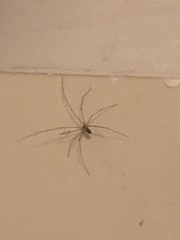 Pholcidae