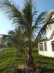 Cocoseae