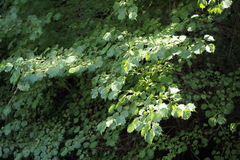 Euptelea polyandra