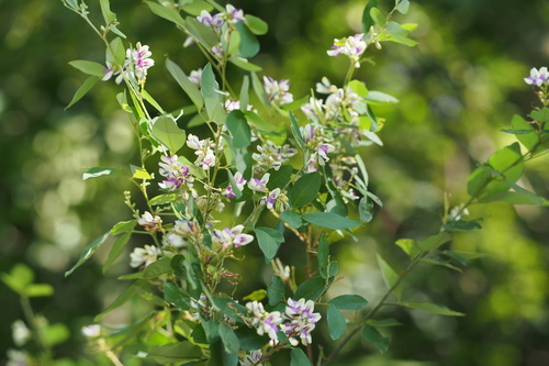 Lespedeza buergeri, photograph 5