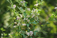 Lespedeza buergeri