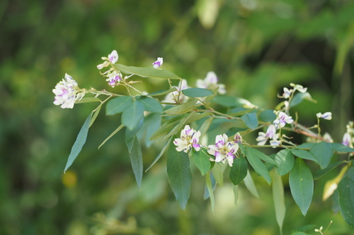 Lespedeza buergeri, photograph 6