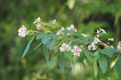 Lespedeza buergeri