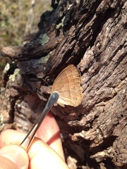 Yphthimoides patricia