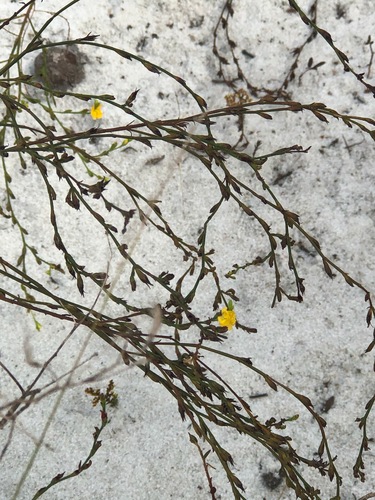 Image of Hypericum cumulicola by (c) novvictan, some rights reserved (CC BY)