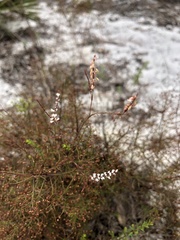 Polygonella basiramia