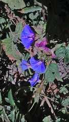 Ipomoea purpurea