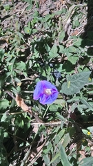 Ipomoea purpurea