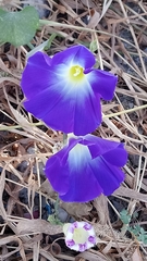 Ipomoea tricolor