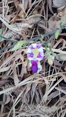 Ipomoea tricolor
