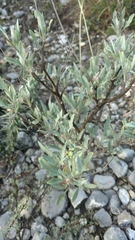 Parthenium argentatum