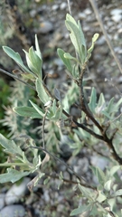 Parthenium argentatum