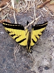 Papilio multicaudata