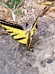 Papilio multicaudata