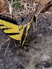 Papilio multicaudata