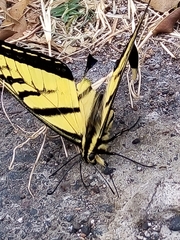 Papilio multicaudata