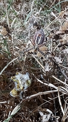 Argiope trifasciata