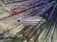 Ostorhinchus endekataenia