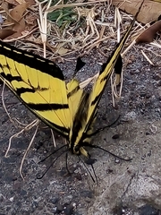 Papilio multicaudata
