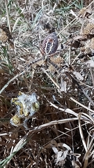 Argiope trifasciata