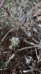 Argiope trifasciata