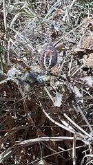 Argiope trifasciata