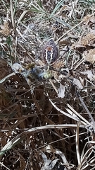 Argiope trifasciata