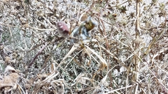Argiope trifasciata