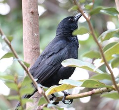 Curaeus curaeus curaeus