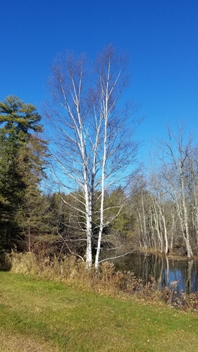Paper Birch