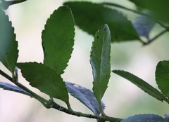 Laureliopsis philippiana