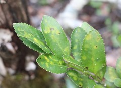 Laureliopsis philippiana