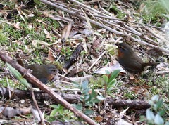 Scelorchilus rubecula