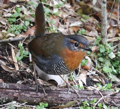 Scelorchilus rubecula