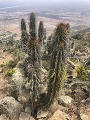 Eulychnia breviflora