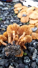 Macrocystidia