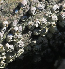 Amphibalanus eburneus