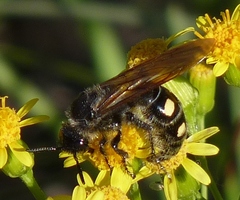 Campsomeris bistrimacula