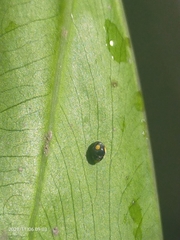 Coccinellidae