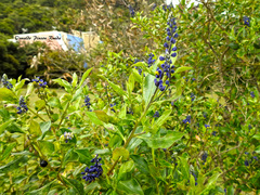 Monnina salicifolia