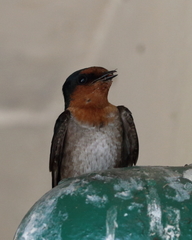 Hirundo domicola
