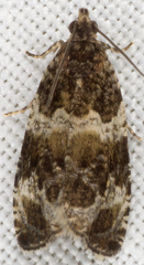 Olethreutes valdanum