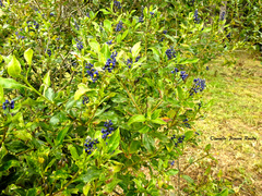 Monnina salicifolia