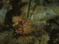 Scorpaena guttata